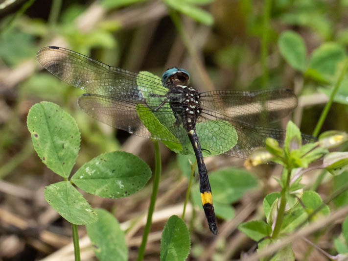 Brechmorhoga rapax (Amber-banded Clubskimmer)-4.jpg